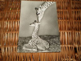 Giraffe Alte Postkarte Postcard Germany - Giraffe