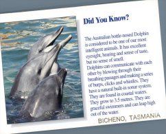 (930) Australia - Did You Know - Dolphin - Dauphins