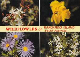 Wildflowers Of Kangaroo Island - 1971 Card, 1071-35 Used - Kangaroo Islands