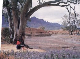 (567) Australia - SA - Wilpena Pound - Aroona Valley - Flinders Ranges