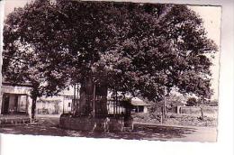 BERCEAU DE SAINT VINCENT DE PAUL Le Vieux Chêne Arbre - Saint Vincent De Tyrosse