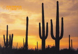 Arizona Tempe Saguaro Cacti Silhouetted By An Arizona Sunset - Tempe