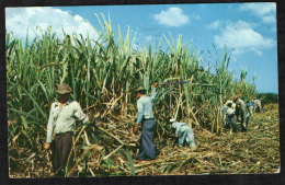 PUERTO RICO - CUTTING SUGAR CANE AT PONCE  - CARTOLINA VIAGGIATA NEL 1957 - Ohne Zuordnung