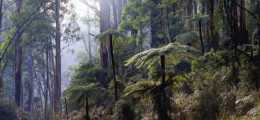 Australia Victoria - Sherbrooke Forest, Kallista With Mountain Ash And Soft Tree Ferns Unused - Autres & Non Classés