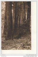 CALIFORNIA Family Group Muir Woods Mt Tamalpais Cal Cpa Bon Etat - Yosemite