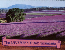 (899) Australia - TAS - Lavender Farm - Wilderness