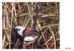 AUSTRALIA MAXICARD LOVELY WREN BIRD BIRDS  NOT STAMPED ND(1980/81) READ DESCRIPTION !!! - Covers & Documents