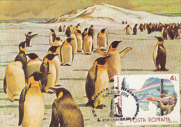 PENGUINS, EXPEDITION, CM, MAXICARD, CARTES MAXIMUM, 2004, ROMANIA - Faune Antarctique