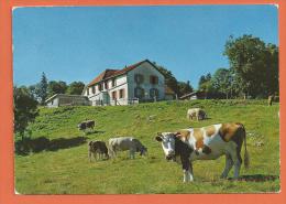 MOL2/381, Chalet Du Mont-de-Baulmes, 12857,pâturage, Vaches, Grand Format, Circulée Timbre Décollé - Baulmes