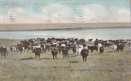 B77756 Cattle Ranch Gull Lake Assiniboia Cow Vaches Canada Scan Front/back Image - Sonstige & Ohne Zuordnung