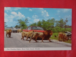 Florida > West Palm Beach  Lion Country Safari  By Classic Auto 1972 Cancel   Ref 1204 - West Palm Beach