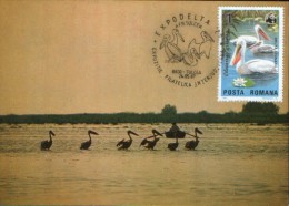 Romania-Maxicard - Birds-  Pelicans ; Pelikane - Pelicans