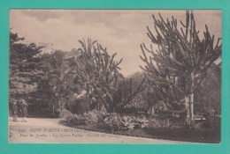 MONTE-CARLO -->  Dans Les Jardins - Les Circus Validas ( Famille Des Cactus) - Jardin Exotique