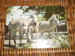 Tier Postkarte  Zebra Poland - Zebras