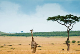 [ T04-002 ]  Giraffes Girafe ,  China Pre-stamped Card, Postal Stationery - Girafes