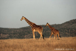 [ T04-006 ]  Giraffes Girafe ,  China Pre-stamped Card, Postal Stationery - Girafes