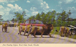 Florida West Palm Beach Lion Country Safari Curteich - West Palm Beach