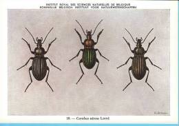 KBIN / IRSNB - Ca 1950 - Insecten Van België - Kevers - 7 - Coleoptera, Beetles, Coléoptères - Insects