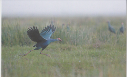 India  Philatelist´s Association Issued...PURPLE MOORHEN...  PPC   # 82025  Inde Indien - Ganzen