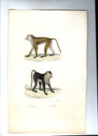 Lithographie , 27 X 18 Cm , Animaux , Singe , Macaque , Aigrette  ,   Frais Fr : 1.80€ - Lithografieën
