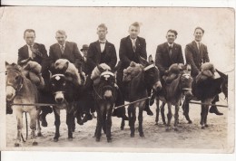 Carte Postale Photo Promenade En ANE - ANIMAUX - Scène De Plage BELGIQUE ? - - Donkeys