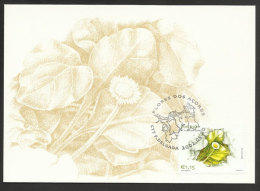 Portugal Açores Fleur Bellis Azorica Carte Maximum 2002 Azores Flower Maxicard - Tarjetas – Máximo