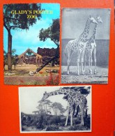CP Lot 3x Photo Cp Girafe 1x Galerie Duc Orlean 1x Gladys Porter Zoo Texas Voyagé 1980 - Giraffe