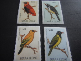 Sierra Leone -Birds - Climbing Birds