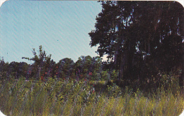 South Carolina Myrtle Beach Brookgreen Gardens - Myrtle Beach