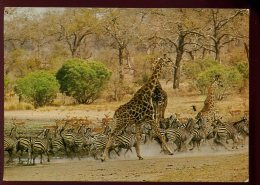 CPM D'Invitation Animaux Girafes  Zèbres Et Gazelles Au Trou D'eau - Giraffe