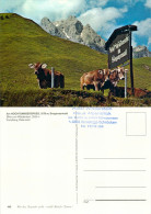 AK Vorarlberg Bregenzerwald Hochtannbergpass Widderstein Nesslegg-Schröcken Kühe Österreich Austria Autriche Cow Kuh - Bregenzerwaldorte