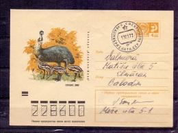 Noyta CCCP - 13/1/1972  (RM4293) - Ostriches