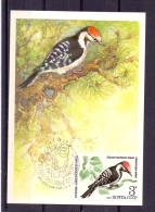 Noyta CCCP - Dendrocopos Minor - Mockba  18/9/1979 (RM4817) - Climbing Birds