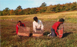 Cranberry Harvesting On Cape Cod - Cape Cod