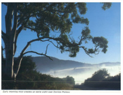 (PF 180) Australia - NSW - Dorrigo Morning Mist - Northern Rivers