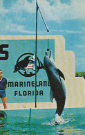 Florida Marineland Splash Raises The Flag - St Augustine