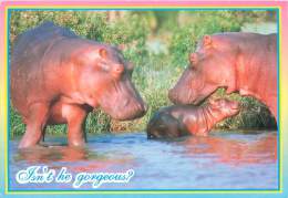 CPM - HIPPOPOTAMUS - Isn't He Gorgeous ? - Flusspferde