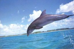 DOLPHIN   Postcard Unused   ( Z 184 ) - Dauphins