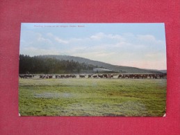 - Oregon> Feeding Cattle On  A Oregon Cattle Ranch  Ref   1393 - Otros & Sin Clasificación