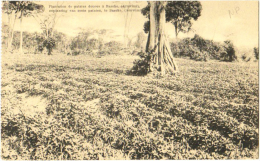 Plantation De Patates Douces à Basoko - Beplanting Van Zoete Pataten, Te Basoko - Other & Unclassified