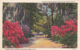 Alabama Mobile Azaleas And Spanish Moss In Bellingrath Gardens Curteich - Mobile