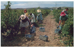 (222) Australia - SA - Barossa Grape Picking - Barossa Valley