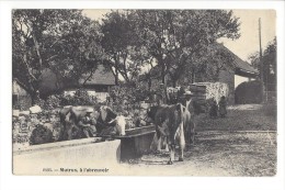 L1506 -  Mutrux à L'abreuvoir Vaches, Fontaine - Provence