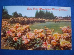 San Jose Municipal Rose Gardens, California - San Jose