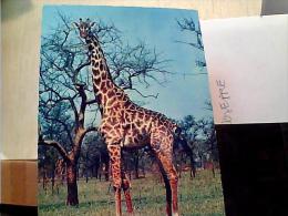 GIRAFFE GIRAFFA    N1965 EM8575 - Giraffes