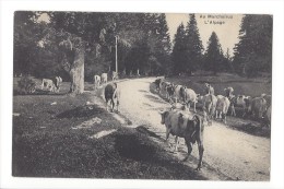LV1687 - Au Marchairuz L'Alpage Troupeau De Vaches - Le Chenit