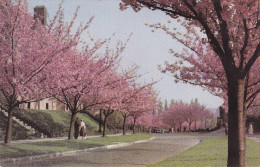 BOITSFORT / BOSVOORDE : Le Logis - Cerisier En Fleur - Watermael-Boitsfort - Watermaal-Bosvoorde