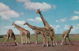 GIRAFFES - Giraffe