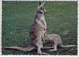 AUSTRALIAN KANGAROOS - Female Kangaroo With Her Baby (Joey) Inspecting Her Pouch - Kangaroo Islands