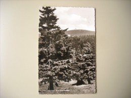 ALLEMAGNE BASSE SAXE TORFHAUS OBERHARZ BLICK ZUM BROCKEN - Oberharz